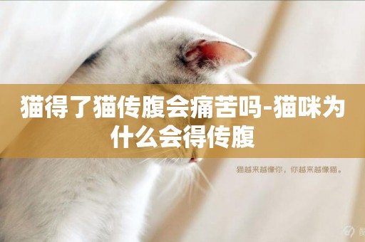 猫得了猫传腹会痛苦吗-猫咪为什么会得传腹